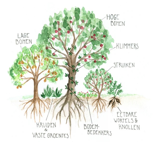 voedselbos-in-de-stad-kopie